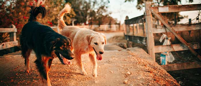 pet-treats